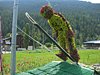 skoczek :-)